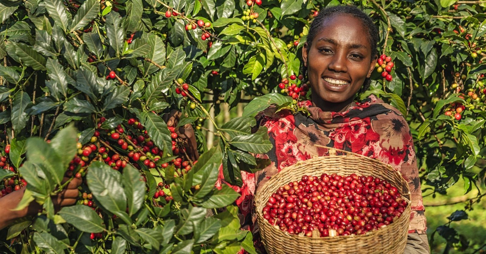 happy coffee farmer